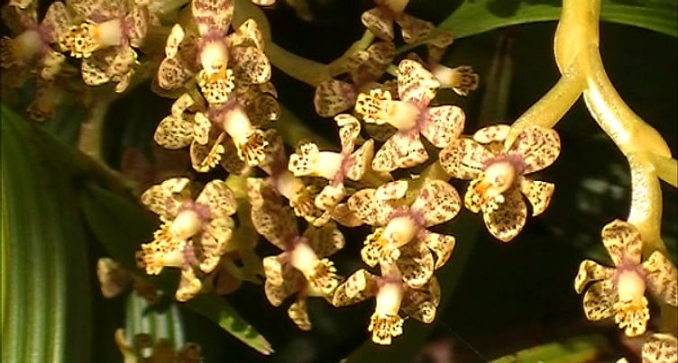 Epidendrum wercklei in-situ